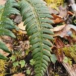 Polystichum aculeatum Blad