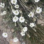 Cerastium alpinum Floare