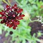 Scabiosa atropurpurea Blomma