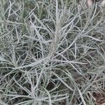 Helichrysum italicum Лист