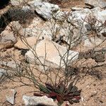 Limonium companyonis Libunga