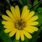 Calendula officinalis花