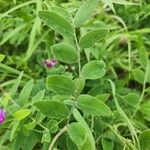 Lathyrus venosus Feuille