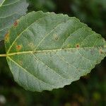 Ficus lateriflora Feuille