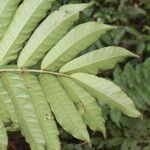 Mosquitoxylum jamaicense Blatt