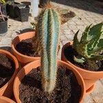 Pilosocereus pachycladus ശീലം