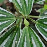 Pilea cadierei Leaf