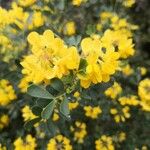 Coronilla valentinaFlower