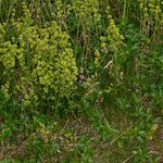 Alchemilla saxatilis Habit