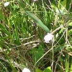 Pogonia ophioglossoides Alkat (teljes növény)