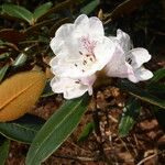 Rhododendron lanatum 花