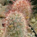 Mammillaria haageana Foglia