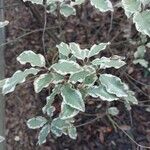 Pittosporum tenuifolium Leaf