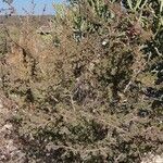 Mimosa aculeaticarpa Hábito