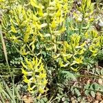 Astragalus caprinus