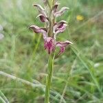 Anacamptis coriophora Blüte