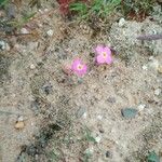 Marcus-kochia triloba Flower