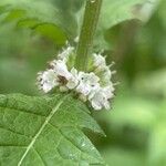 Lycopus europaeus Flower