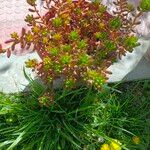 Sedum × rubrotinctum Листок