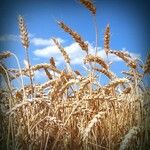 Triticum aestivum Плод