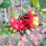 Ochna serrulata Fruit