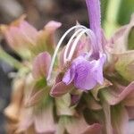 Salvia canariensis 花