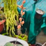 Gasteria glomerata Flor