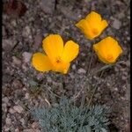 Eschscholzia glyptosperma ᱛᱟᱦᱮᱸ