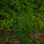 Sporobolus indicus Likasa