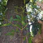 Quercus laurifolia Blad