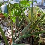 Monstera deliciosa Vrucht