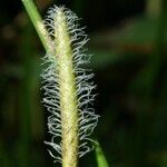 Eleocharis interstincta Lubje