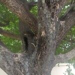 Erythroxylum suberosum Cortiza