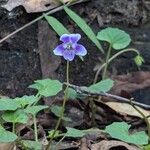 Viola hederaceaFlower