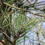 Pinus thunbergii List