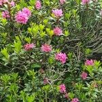 Rhododendron ferrugineumFleur