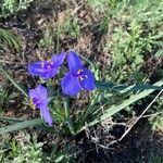 Tradescantia occidentalis Flor