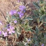 Verbena gooddingii Flower