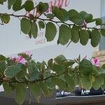 Bauhinia variegata برگ