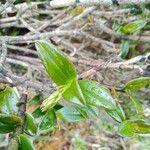 Epidendrum pittieri Blatt