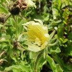 Hieracium berardianum Flower