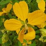 Senna macranthera Fiore