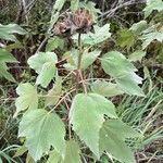 Hibiscus grandiflorus Лист