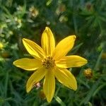 Coreopsis verticillata Blüte