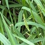 Echinochloa crus-galli Blad