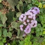 Bartlettina sordida Flower