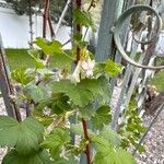 Ribes inerme Flor