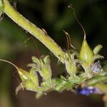 Penstemon laetus Fruto