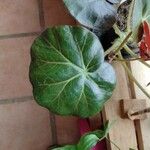 Begonia erythrophylla Φύλλο