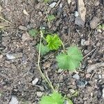 Alchemilla vulgaris برگ